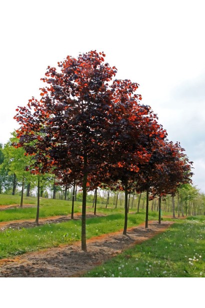 Клен гостролистий Крімсон Сентрі | Acer platanoides Crimson Sentry| Клён остролистный Кримсон Сентри 